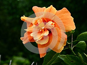 Orange hibiscus