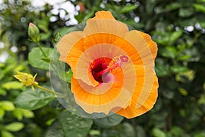 Orange Hibiscus photo