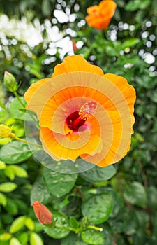 Orange Hibiscus