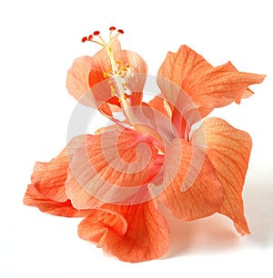 Orange Hibiscus Flower photo