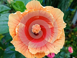 Orange Hibiscus Flower