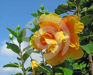 Orange Hibiscus Flower