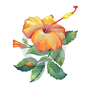 Orange Hibiscus flower.