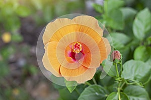 Orange hibiscus flower, chinese rose or chaba flower bloom and bud on nature background. photo