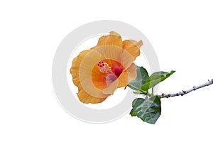 Orange hibiscus flower, chinese rose or chaba flower isolated on white background. photo