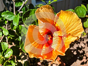 orange hibiscus flower and green leaf