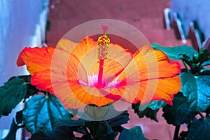 Orange Hibiscus Flower in House Garden