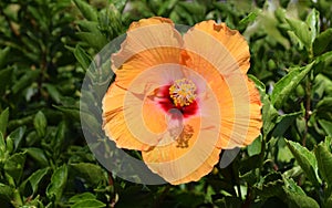 Orange Hibiscus flower