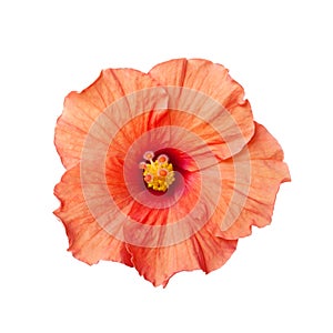 Orange hibiscus flower isolated