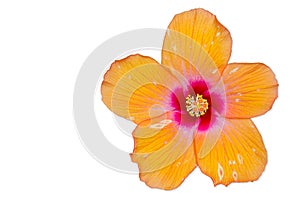 Orange Hibiscus flower, Thailand.