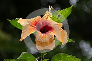 Orange hibiscus flower with water droplets during the monsoons