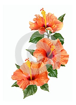 Orange hibiscus flowers and buds isolated