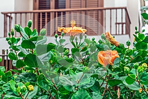 Orange hibiscus flowers among green foliage and buds