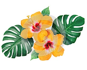 Orange hibiscus flowers with monstera leaves isolated on white background