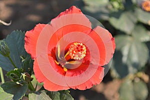 Orange hibiscus