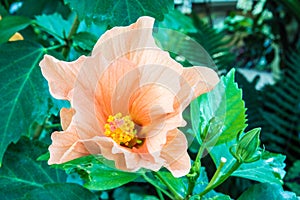 Orange hibiscus with leaves photo