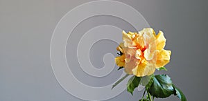 An orange hibiscus with many petals and a red connection point in the middle is a beautiful tropical flower against a