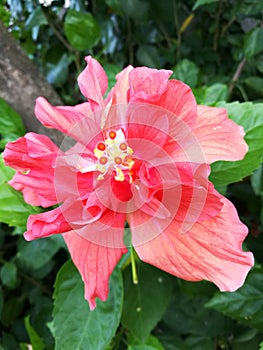 Orange hibiscus rosa-sinensis