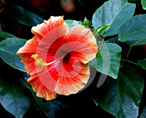 Orange Hibiscus