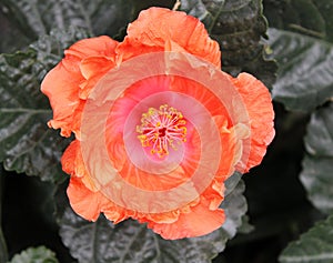 Orange Hibiscus