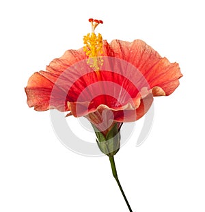 Orange Hibiscus Tropical Flower Isolated