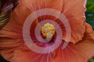 Orange hibiscus with yellow pistil.