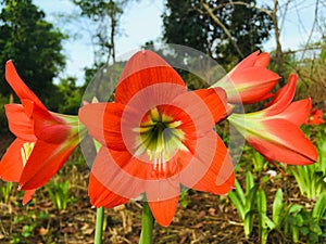 Orange Hippeastrum Puniceum lily flower