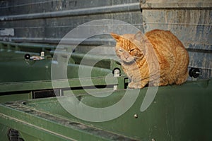 Orange, homeless stray cat lying on the garbage container