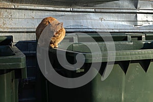 Orange, homeless stray cat lying on the garbage container