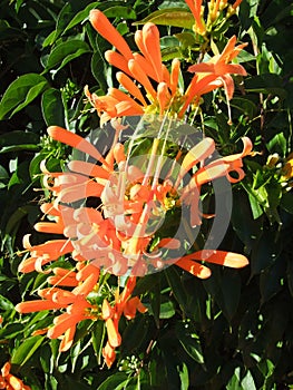 Orange Honey Suckle flower