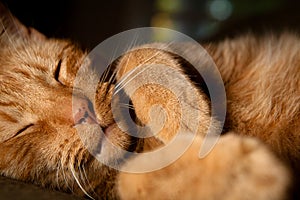 Orange Housecat Sleeping photo