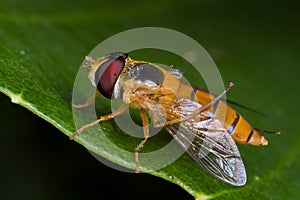 An orange hover fly with dewdrops