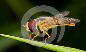 Orange hoverfly Episyrphus balteatus