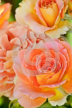 Orange hybrid tea rose
