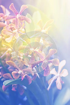 orange Hybrid Vanda orchid , Fah Mui