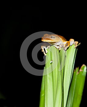 An orange hyla frog on a plant