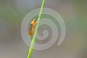 Orange Hymenoptera insect