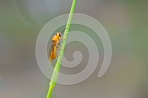 Orange Hymenoptera insect photo