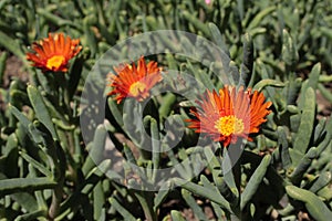 `Orange Ice Plant` flower - Lampranthus Aurantiacus