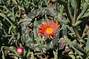 `Orange Ice Plant` flower - Lampranthus Aurantiacus