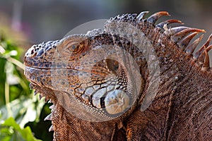 Orange iguana animal red lizard,  dragon