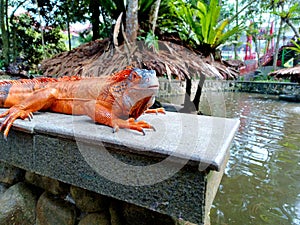 Orange iguana beside the lake
