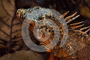 Orange iguana is a rare mutation.