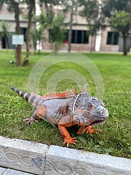 Orange Iguana Reptile on Grass. Motionless for Photoshooting