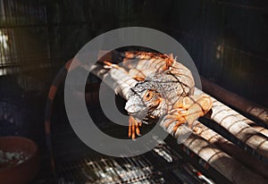 Orange iguana in zoo cage
