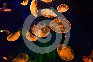 Orange illuminated Jellyfish in natural environment, underwater