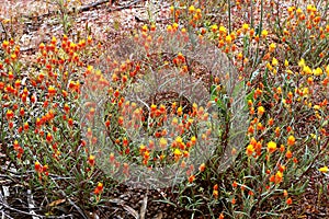 Orange Immortelle wildflowers endemic to Western Australia