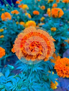 Orange indian dalia photo