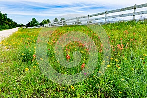 Orange Indian Paintbrush and Other Wildflowers in a Texas Field photo