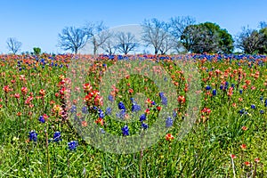Orange Indian Paintbrush Wildflowers in Texas photo